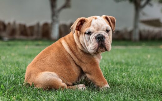 english bulldog, dog, sweet